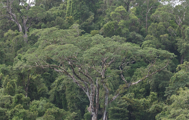 Landscape, view of Masoala rainforest, Madagascar CREDIT: Julie Larsen Maher/WCS